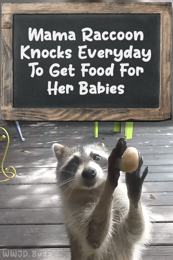 Mama Raccoon Knocks Everyday To Get Food For Her Babies