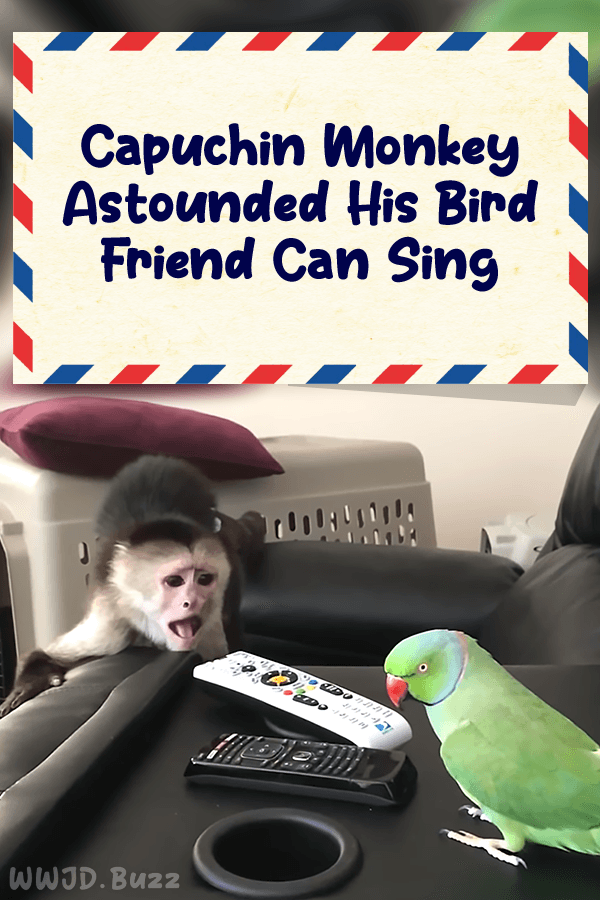 Capuchin Monkey Astounded His Bird Friend Can Sing