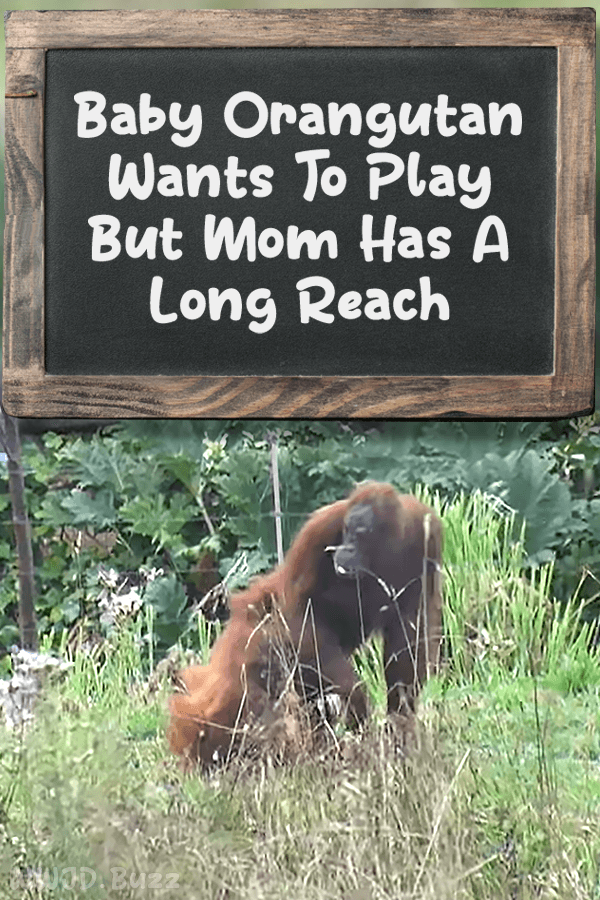 Baby Orangutan Wants To Play But Mom Has A Long Reach