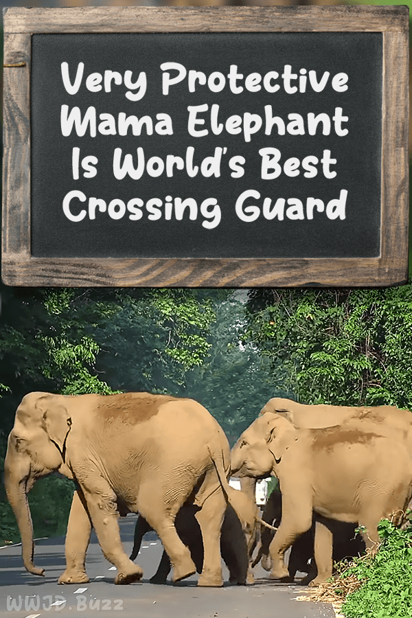 Very Protective Mama Elephant Is World\'s Best Crossing Guard