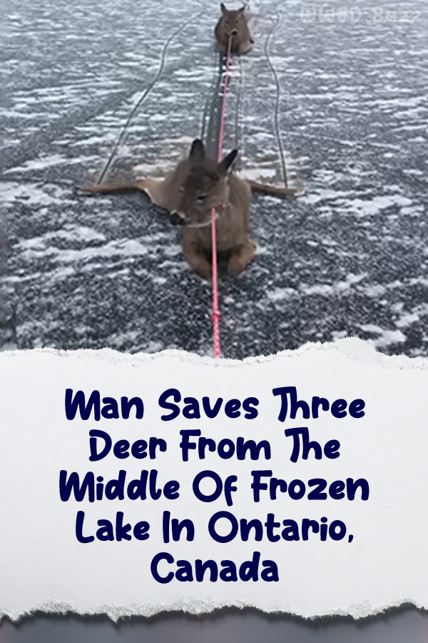 Man Saves Three Deer From The Middle Of Frozen Lake In Ontario, Canada