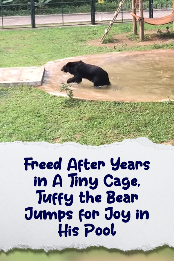 Freed After Years in A Tiny Cage, Tuffy the Bear Jumps for Joy in His Pool