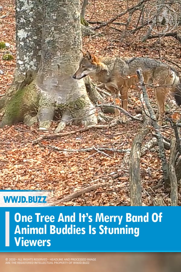 One Tree And It’s Merry Band Of Animal Buddies Is Stunning Viewers