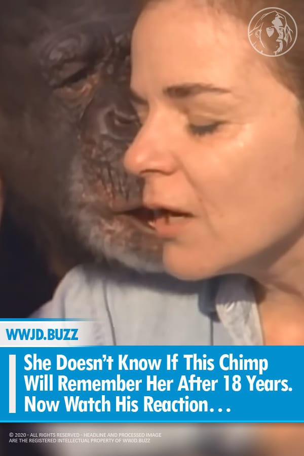 She Doesn’t Know If This Chimp Will Remember Her After 18 Years. Now Watch His Reaction…