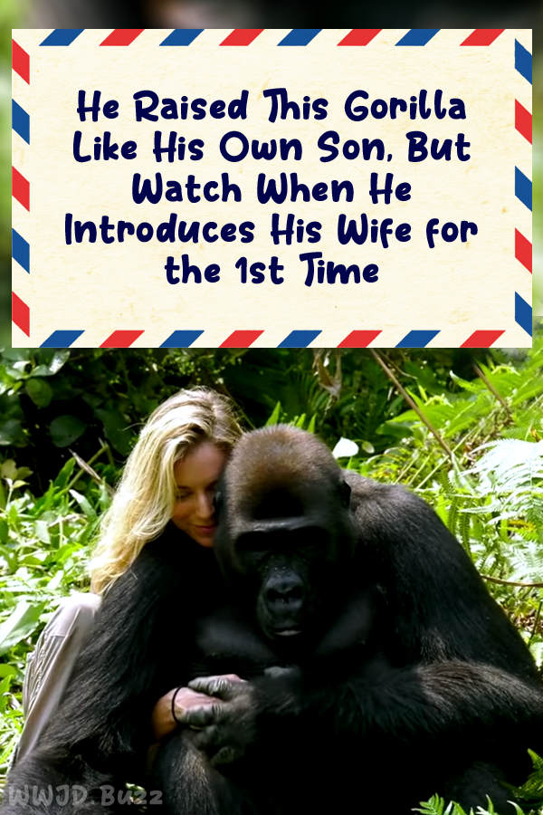 He Raised This Gorilla Like His Own Son, But Watch When He Introduces His Wife for the 1st Time