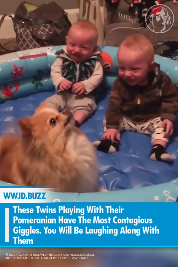 These Twins Playing With Their Pomeranian Have The Most Contagious Giggles. You Will Be Laughing Along With Them