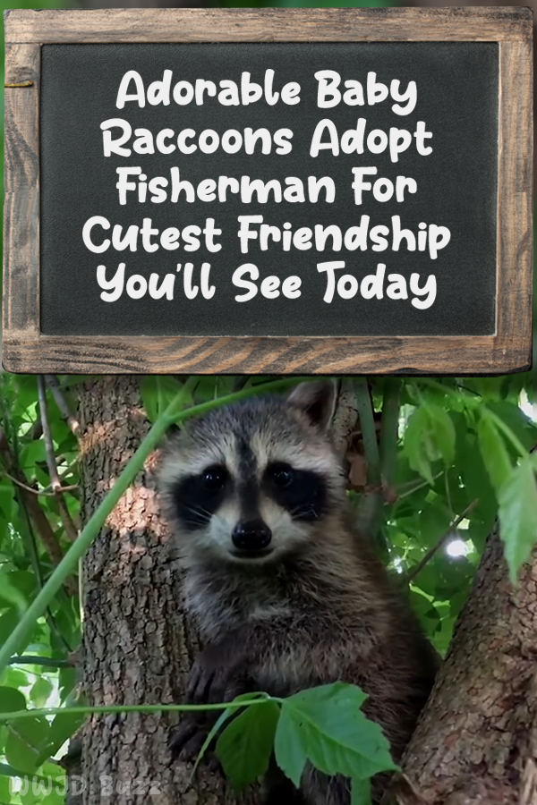 Adorable Baby Raccoons Adopt Fisherman For Cutest Friendship You\'ll See Today