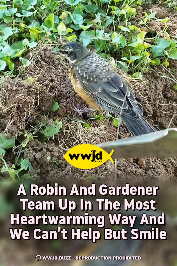 A Robin And Gardener Team Up In The Most Heartwarming Way And We Can’t Help But Smile