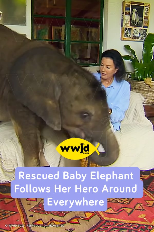 Rescued Baby Elephant Follows Her Hero Around Everywhere