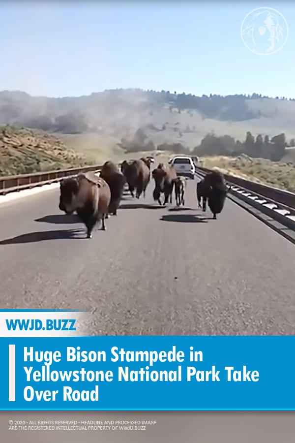 Huge Bison Stampede in Yellowstone National Park Take Over Road