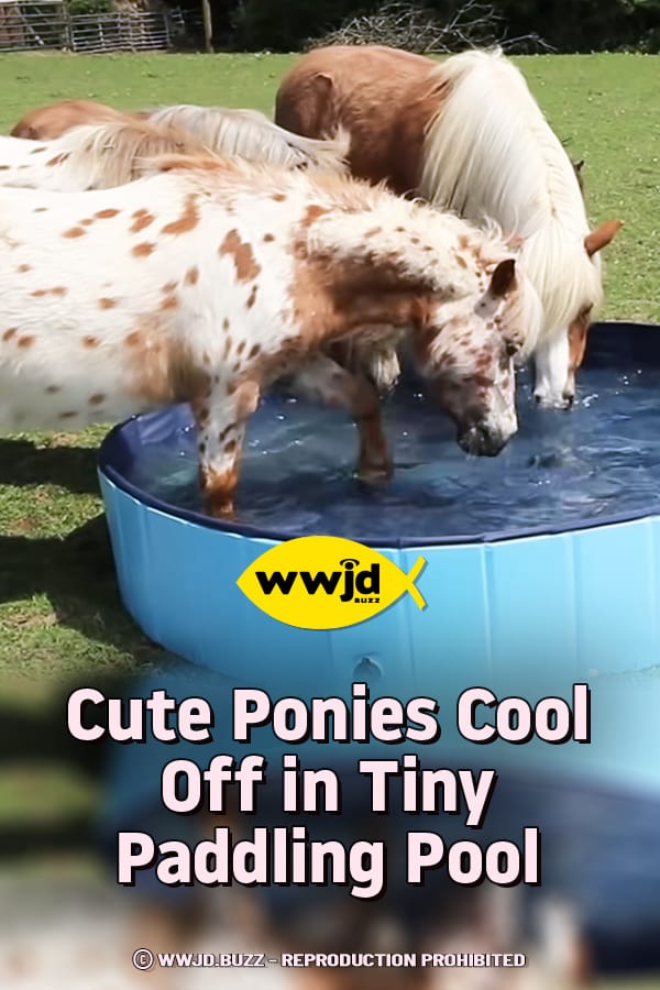 Cute Ponies Cool Off in Tiny Paddling Pool