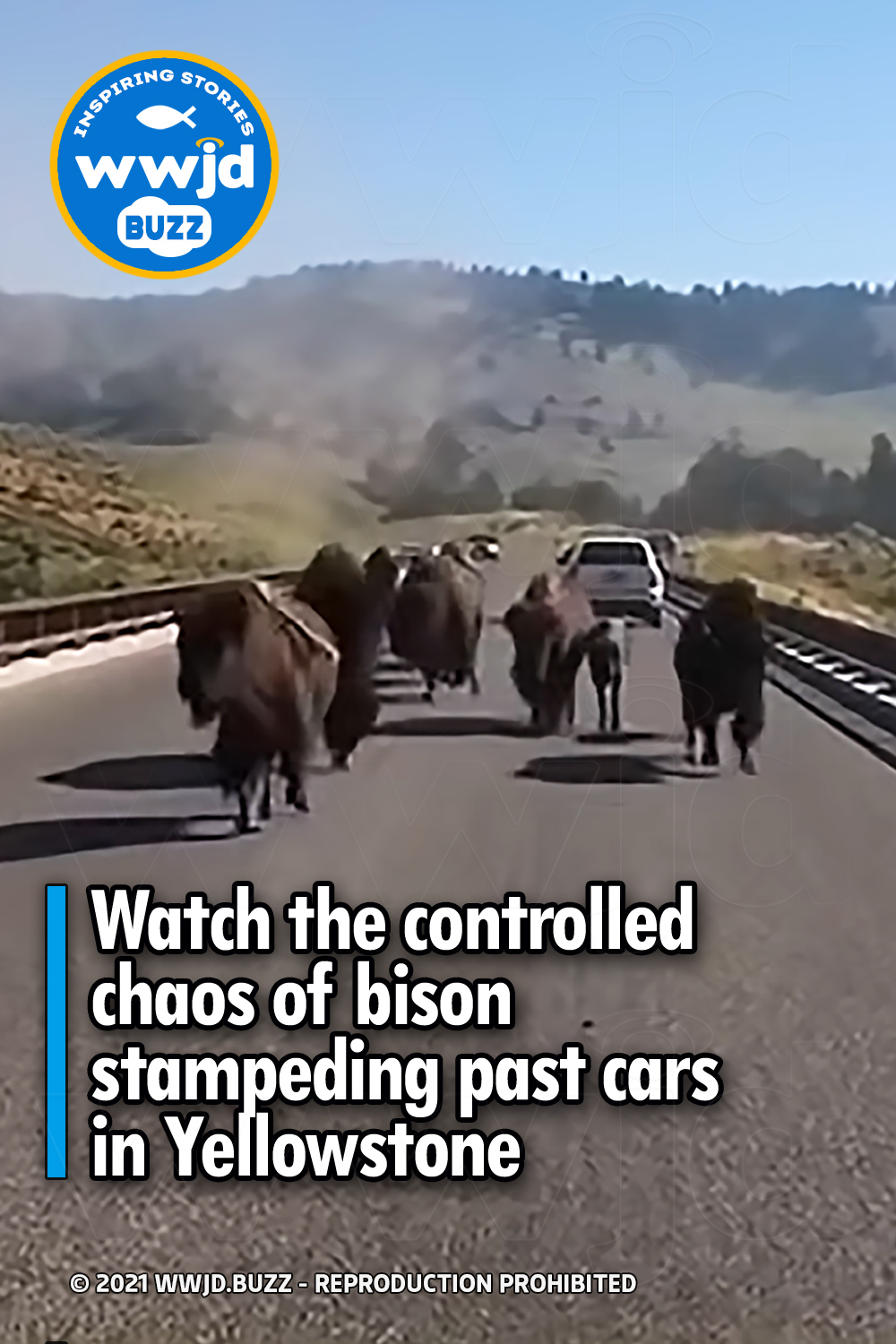 Watch the controlled chaos of bison stampeding past cars in Yellowstone