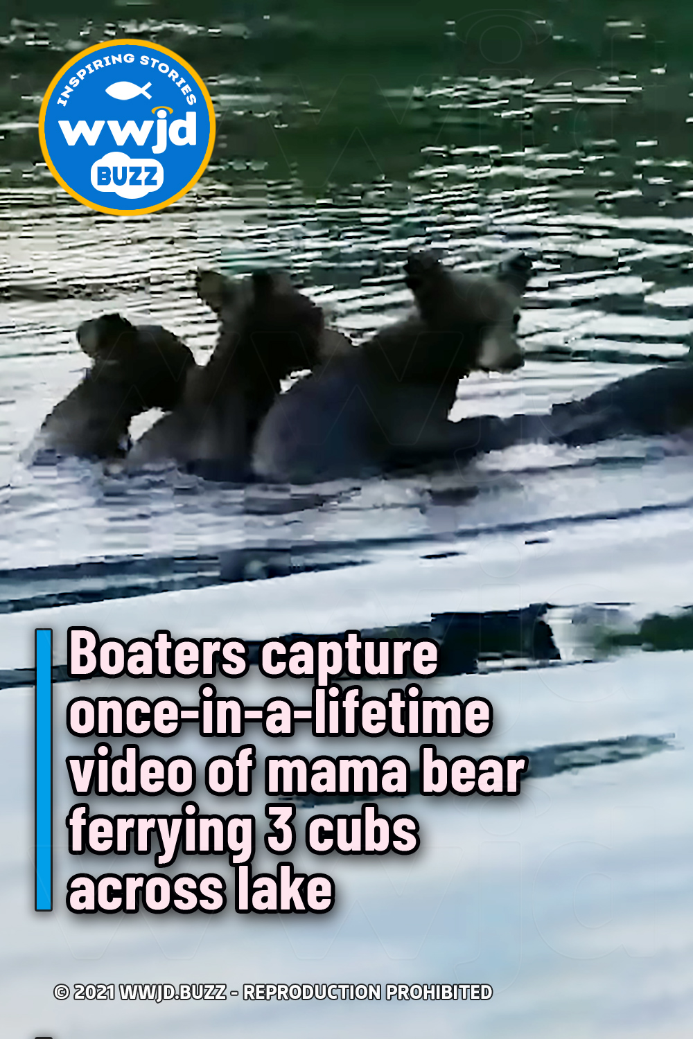 Boaters capture once-in-a-lifetime video of mama bear ferrying 3 cubs across lake
