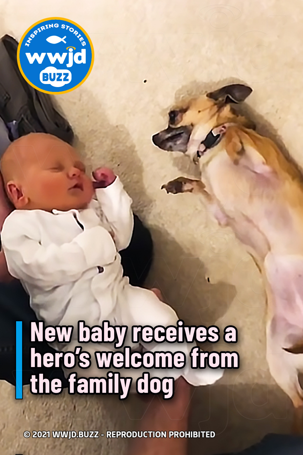 New baby receives a hero’s welcome from the family dog