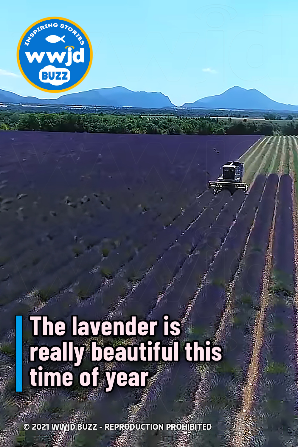 The lavender is really beautiful this time of year