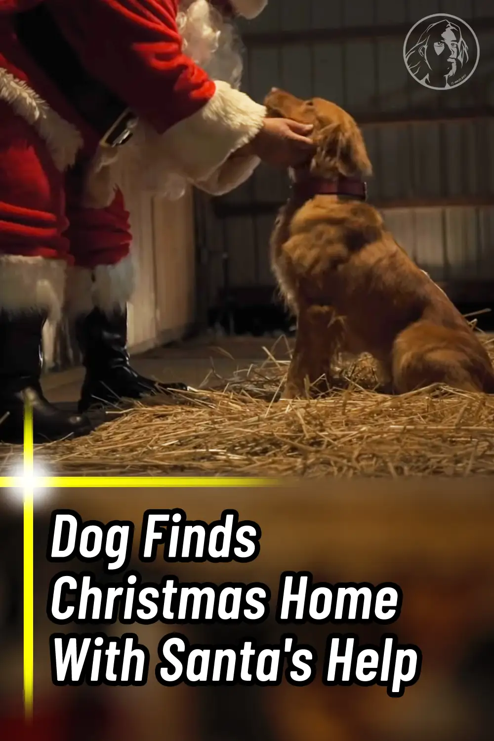 Dog Finds Christmas Home With Santa\'s Help